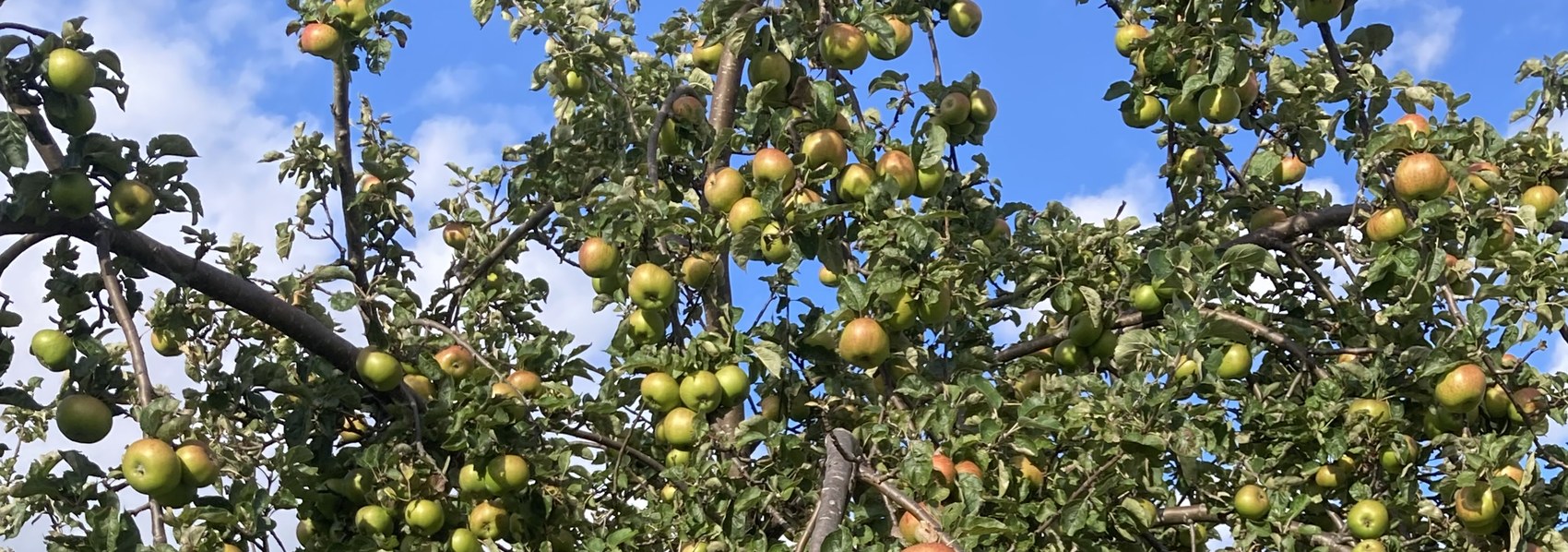 Apple Day at Auchernack