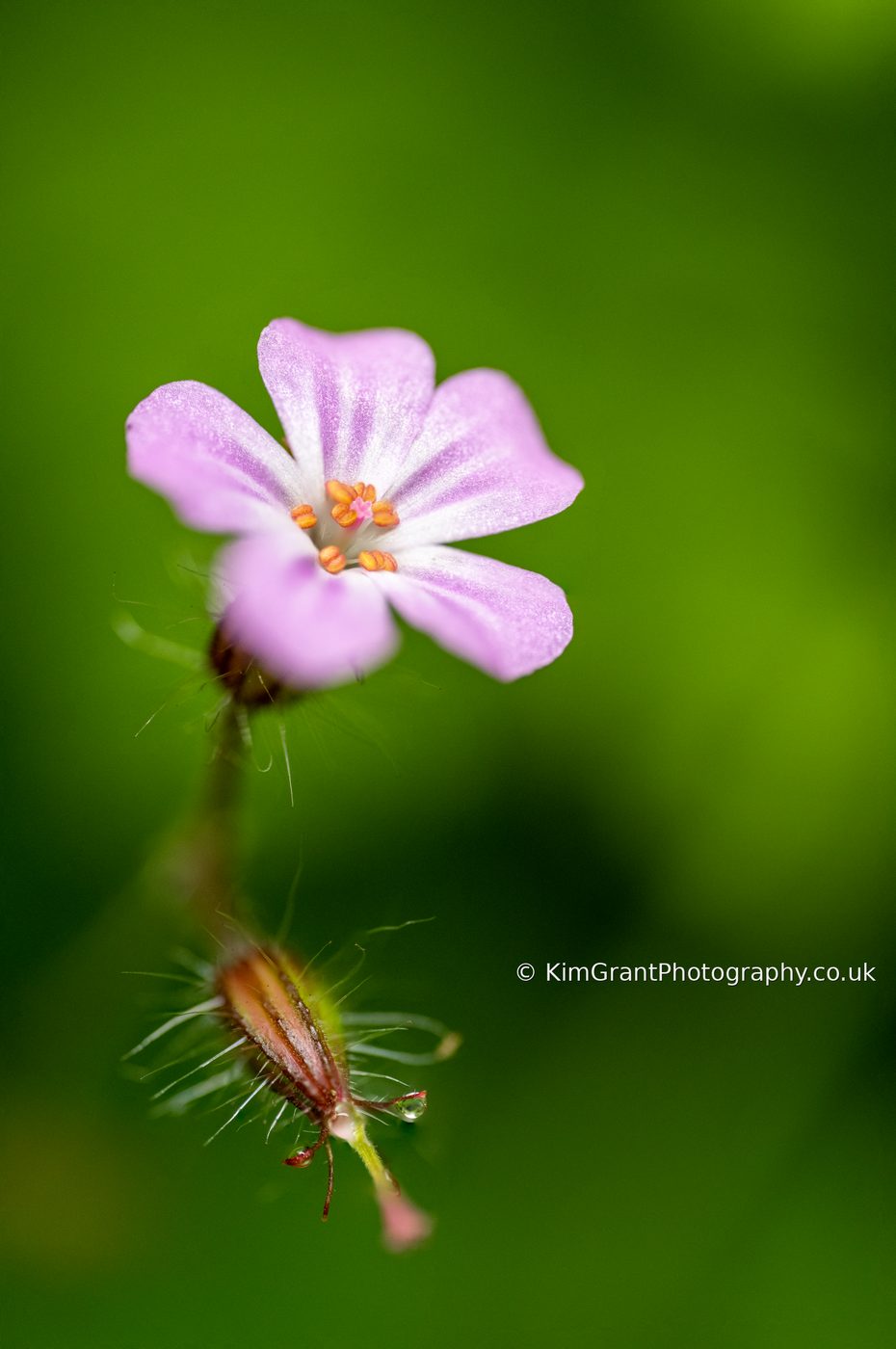 Coming into bloom