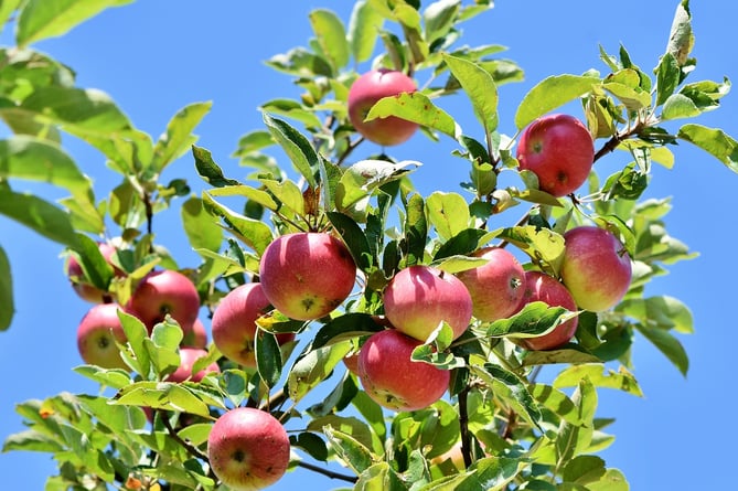 Heritage apples ripening in Forres — the varieties we are working to keep alive