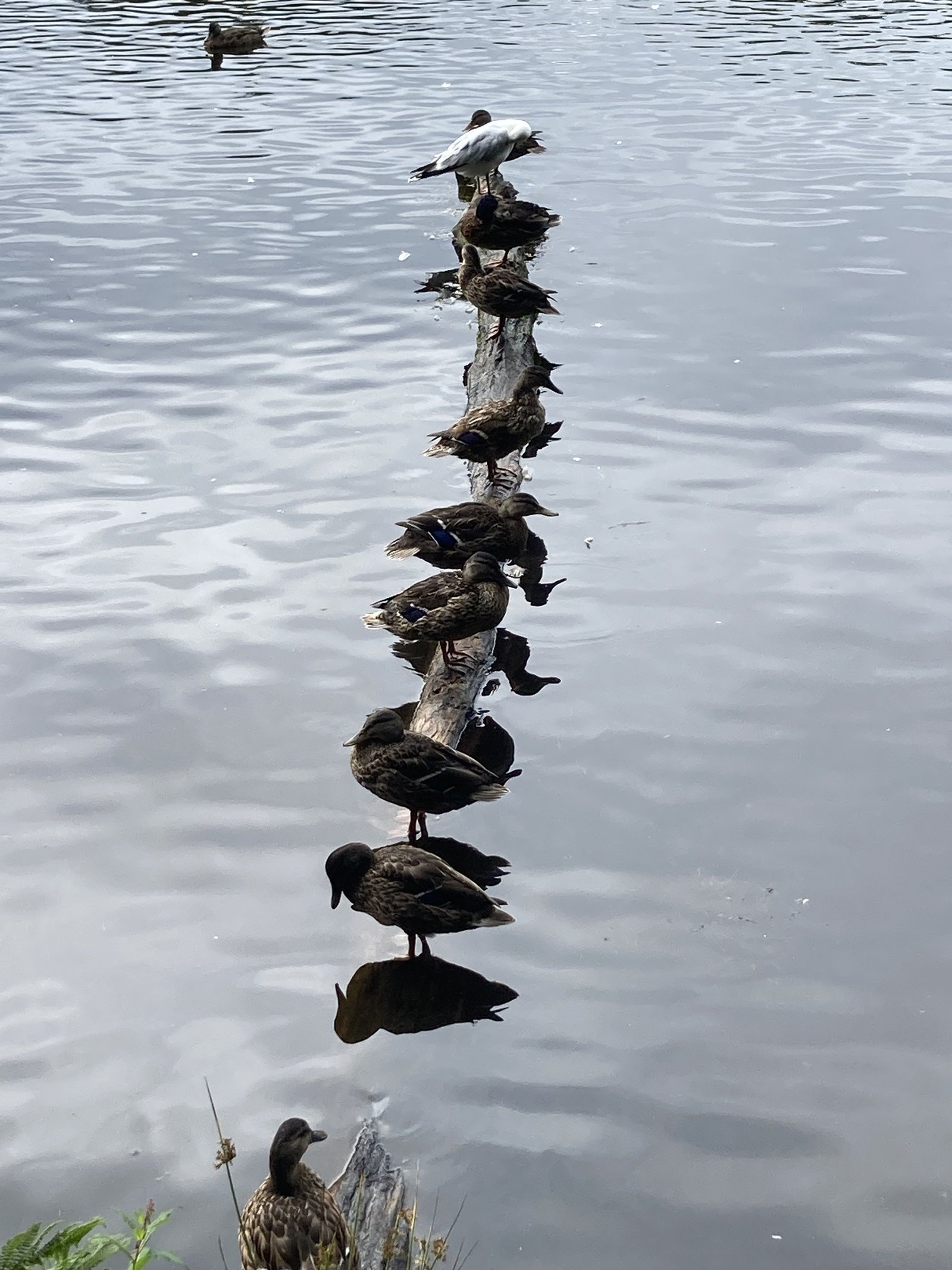 Mallard resting on a fallen branch