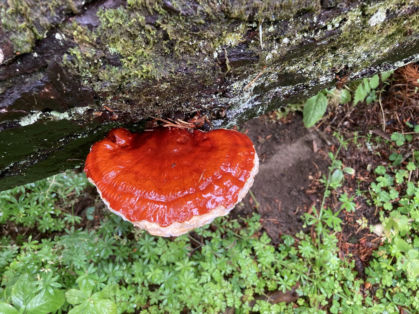 Woodland fungi — part of the wildlife the group’s care protects
